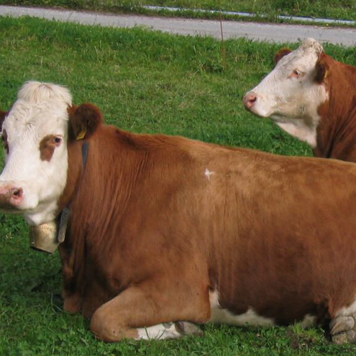 Kühe leben in der Natur und die Haut zeigt das Leben...